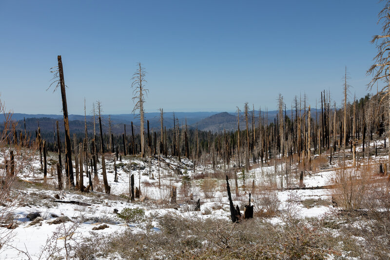 Lots of burnt tree from the 2013 Rim Fire around Smith Peak.