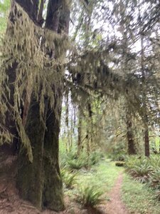 Hiking Queets Trail 2022.