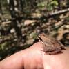 Little wood frog, found near the spring.