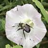 Bumblebee in a Bindweed flower.