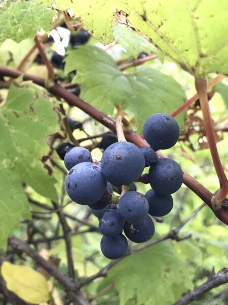 Wild Grapes.