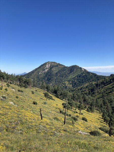 Looking south at Miller Peak on the way to Carr Peak.