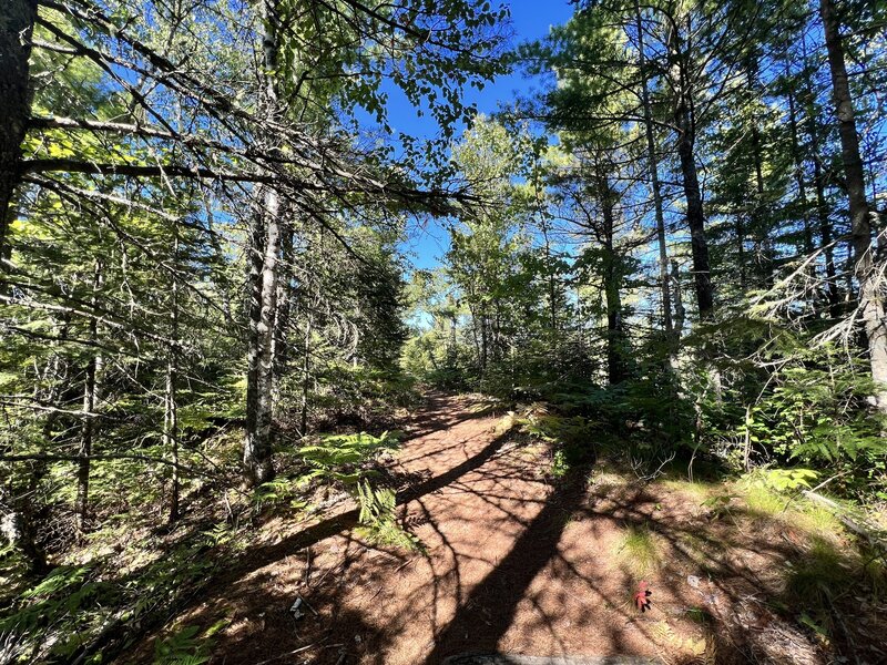 Dirt section of the trail.