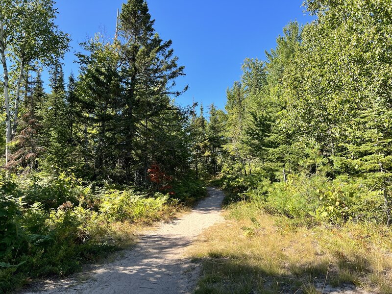 Sandy section of trail through dunes.