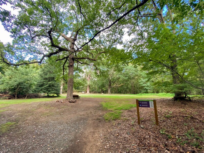 Big oak trees at Parker Meadow.