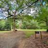 Big oak trees at Parker Meadow.