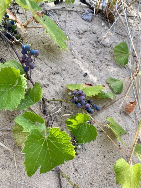 Berries in the dune.