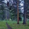 The cool pine forest and meadows along the trail early in the August morning. Upper Green River Lake is seen through the trees on the right.