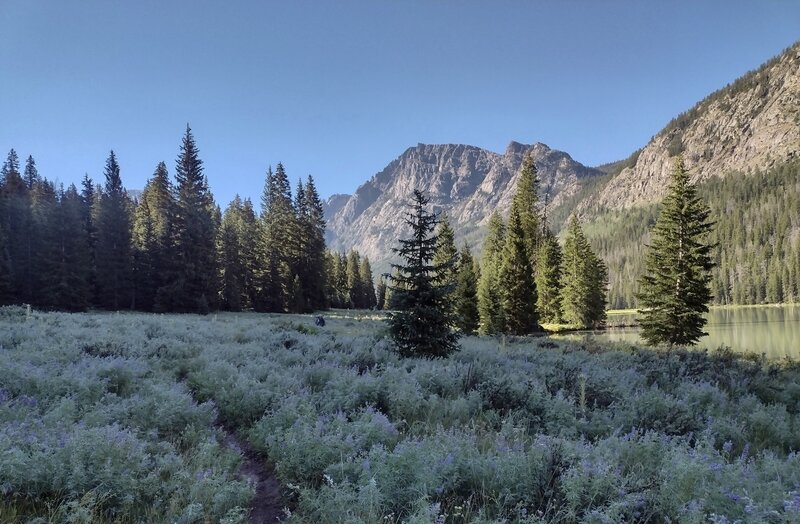 A small meadow full of lupine, on the east shore of Upper Green River Lake (right), on a perfect early August morning.