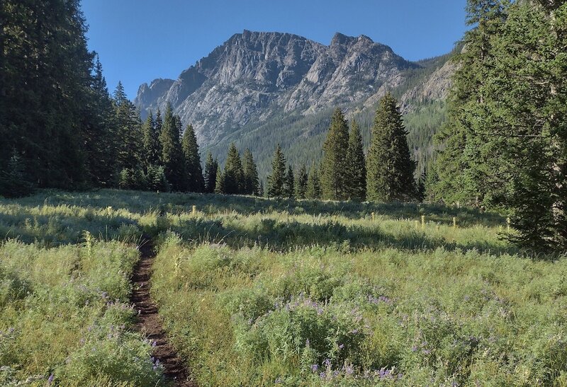 Sunlight finally reaches the lupine covered meadows in late morning, along the east banks of Upper Green River Lake.