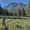 Sunlight finally reaches the lupine covered meadows in late morning, along the east banks of Upper Green River Lake.