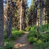 Pretty sunlit woods along Siyeh Bend Trail.