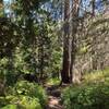 Pretty, sunlit forest near where Snyder Creek empties into Sprague Creek.