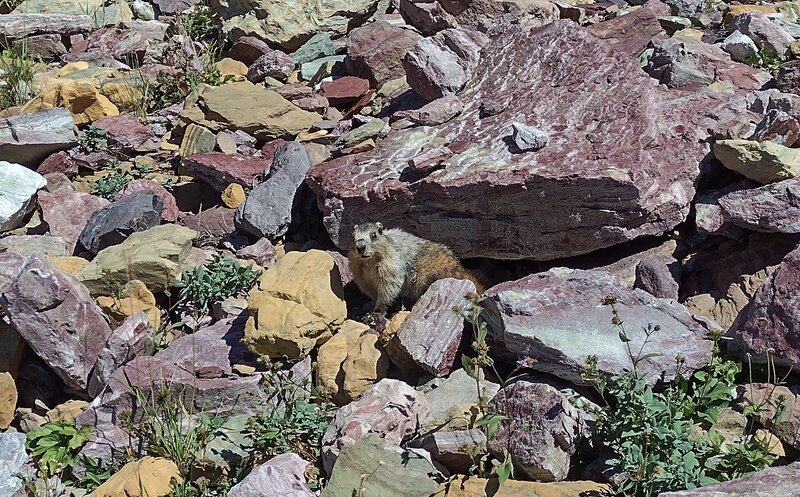 Hoary marmot on the south side of Gunsight Pass, above Lake Ellen Wilson.