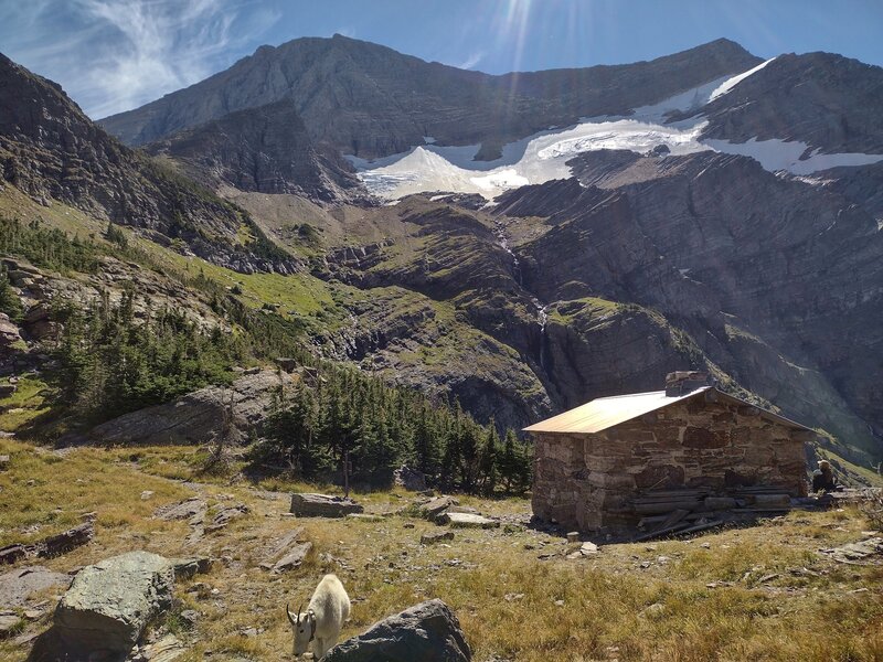 At Gunsight Pass - the shelter and resident goat.