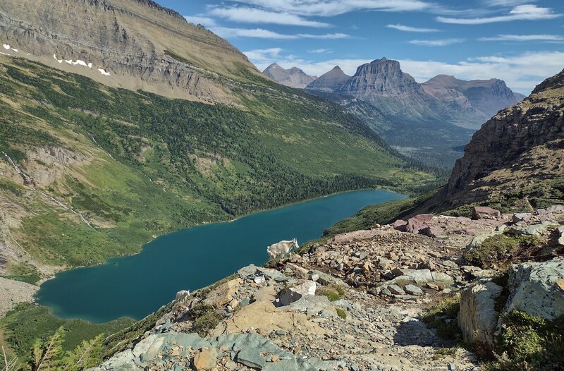 Gunsight Lake below at the base of Fusillade Mountain, 8.750 ft., (left). In the distance (center right) is Goint-to-the-Sun Mountain, 9.642 ft. Goats photo-bombing the picture. Looking northeast just below Gunsight Pass.