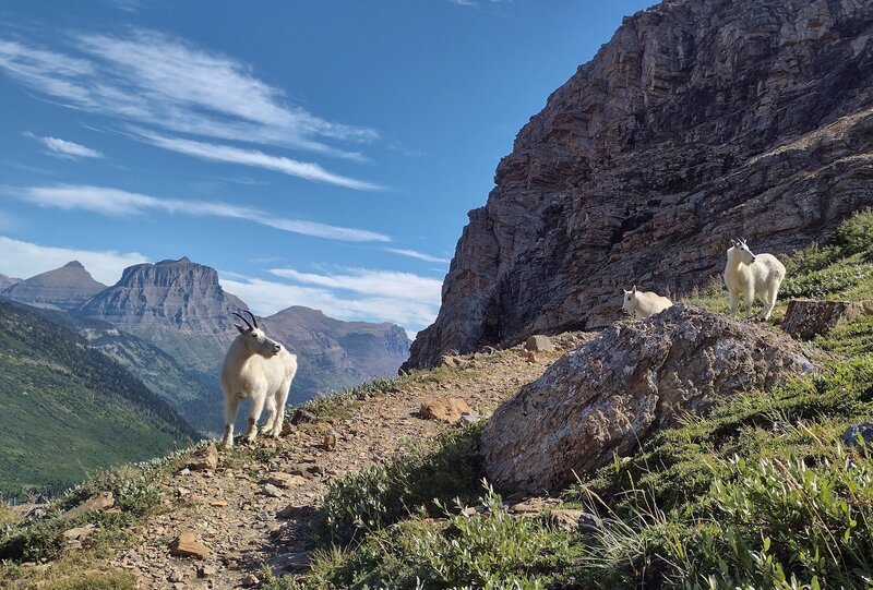 Goats own the neighborhood and charge tolls for using the "roads" here above Gunsight Lake to get to Gunsight Pass.