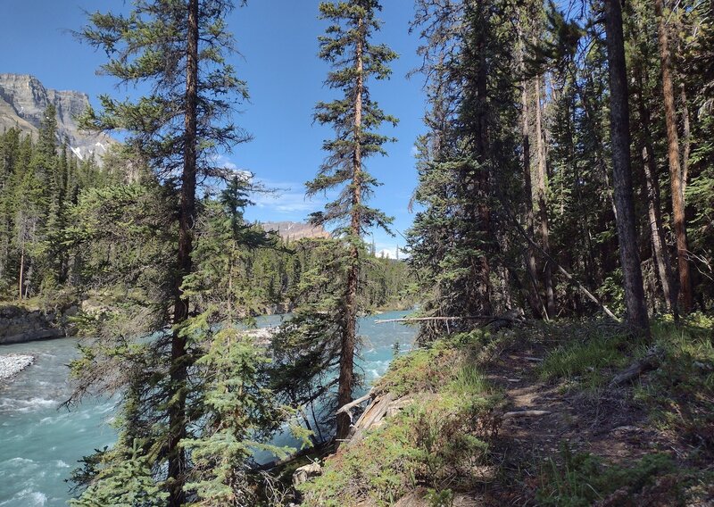 Castleguard River (lower left) and Watchman Peak (upper left) are seen as the trail heads upstream along the Castleguard River. The white dome in the far distance (center) is Castleguard Mountain, 10,115 ft., on the edge of the Columbia Icefield.