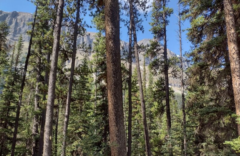 Impressive cliffs of Watchman Peak's southeast shoulder are seen through the trees along the Castleguard River.