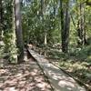 Woodland Loop Trail (looking north)