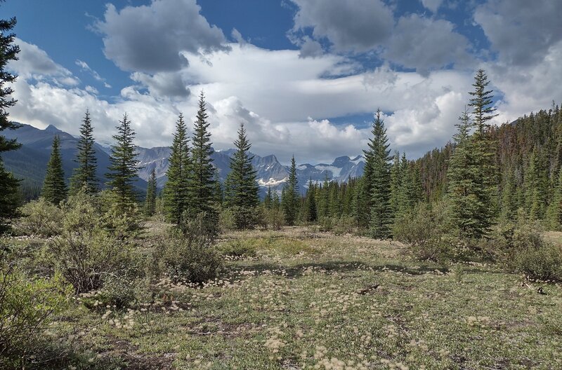 The trail, amid the wildflowers, is faint on the Alexandra River flats heading southwest toward the peaks and glaciers of the Great Divide.