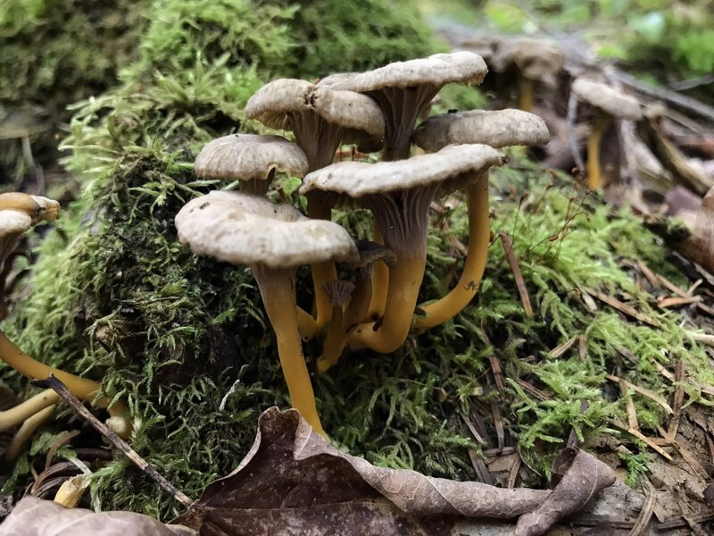 Trumpet Chanterelles.