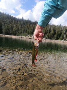 Brook Trout from Van Patten Lake (9-14-2022)