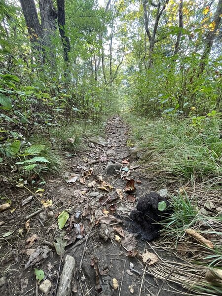 Bear scat along the Duncan Ridge Trail.