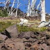 Mountain goat on southern slope of Strawberry Mountain (9-27-2022).