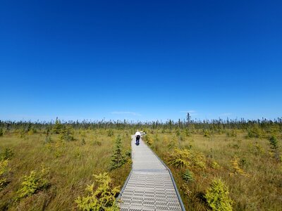 On the Big Bog boardwalk