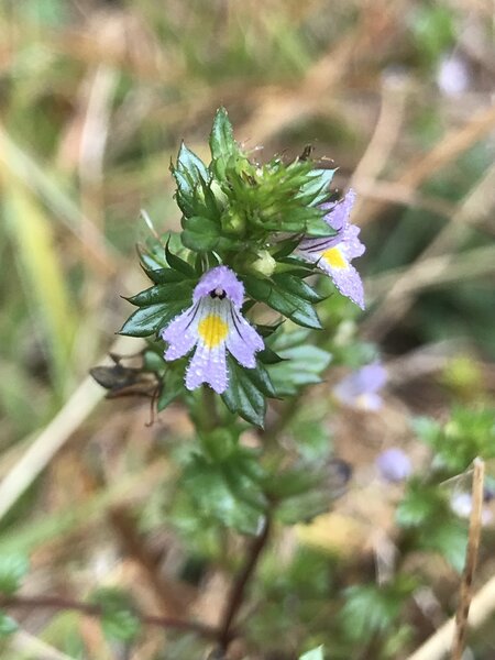 Eyebright flowers.