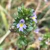 Eyebright flowers.