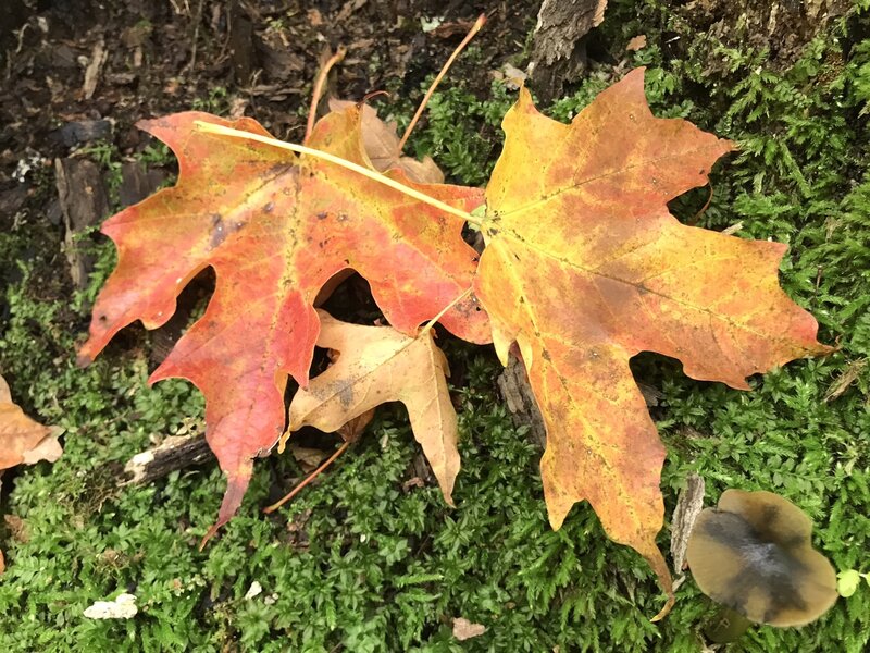 ... And, so, it begins... the harbinger of Autumn.