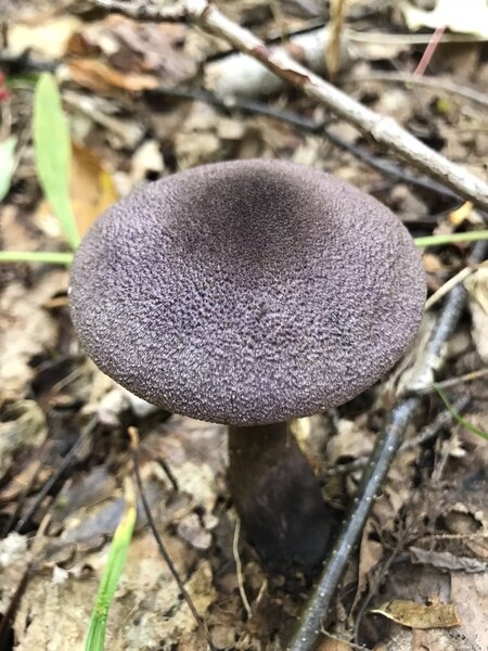 Violet Webcap Mushroom.