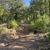 Wooded section of Trail 4