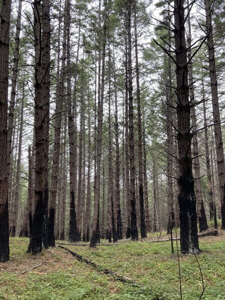 Goat Hill Trail-Butano