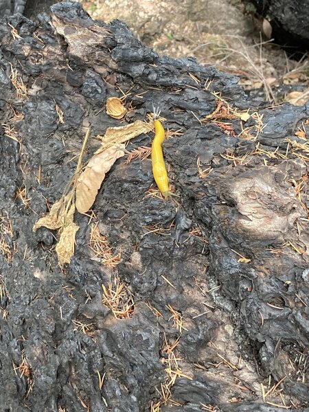 Banana Slug. One of hundreds.