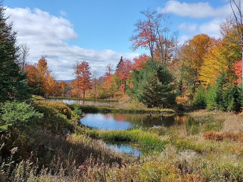 Beaver ponds