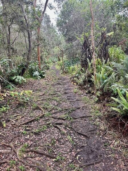 Typical trail; lot of slippery roots and vegetation. Peaceful and magical.