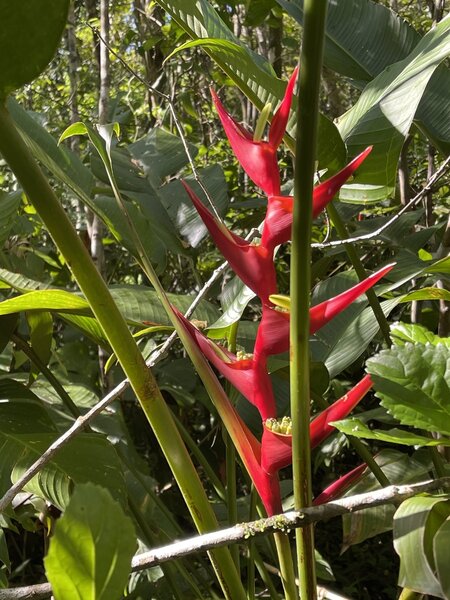 Flower along the trail