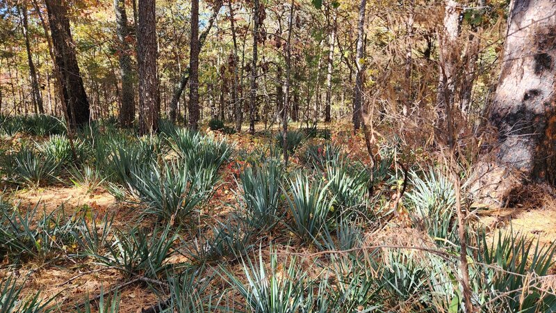 October 14, 2022 fall backpacking trip. Yucca, Yucca.....everywhere