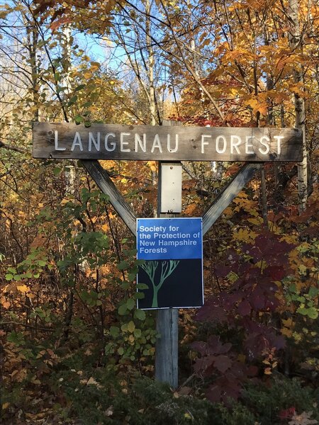 Langenau Forest