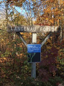 Langenau Forest