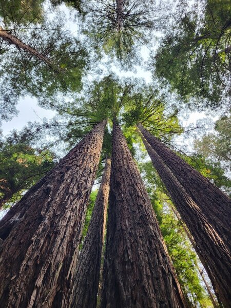 Redwoods