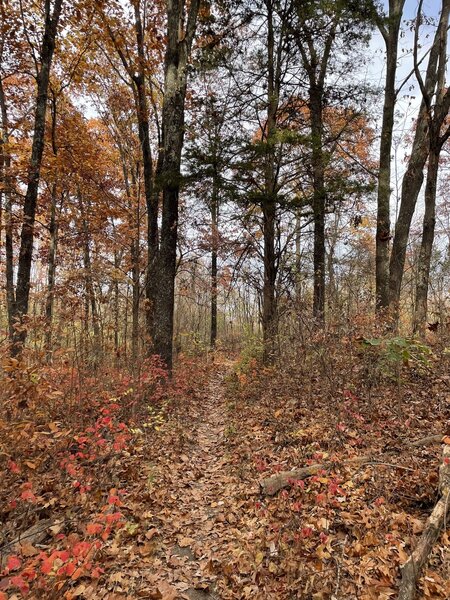 Fall colours on the Lewis Trail.