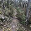 Byer's Back singletrack