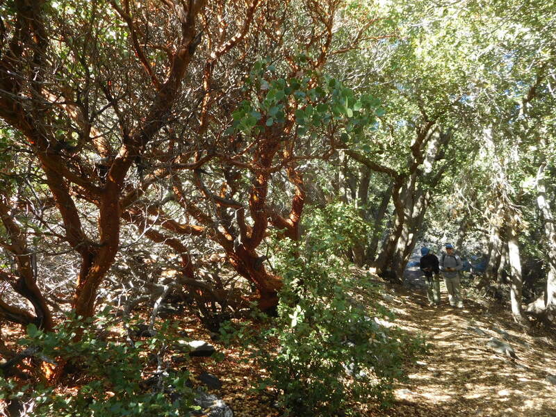 Old growth manzanita and oaks along Mine Gulch Trail.