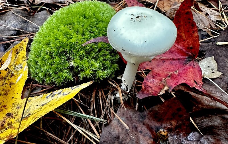 Forest floor; mushroom