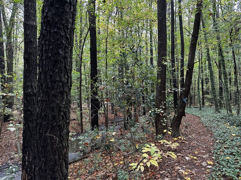 Trail through mixed forest