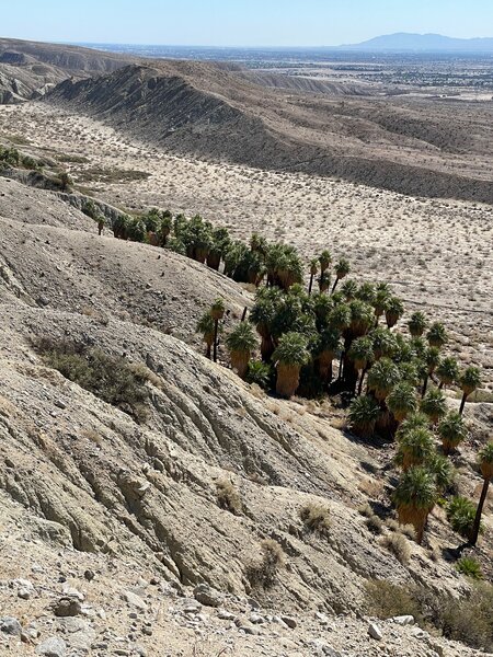 One of the Palm Oasis along the trail, seen from the ridge near the start of the rxh.